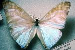 Butterfly, OECV04P13_05