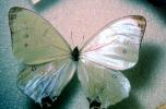 Butterfly, OECV04P13_06