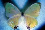 Butterfly, OECV04P13_07