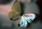 Butterfly, OECV04P13_08