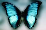 Butterfly, OECV04P13_09