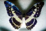 Butterfly, OECV04P13_10