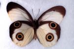 Butterfly, mimic Eyes, OECV04P14_04
