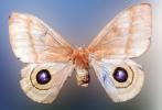 Moth, Wings, Mimicry, mimic Eyes