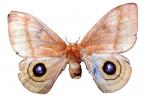 Moth, Wings, Mimicry, eyes, photo-object, object, cut-out, cutout, mimic Eyes, OECV04P14_09F