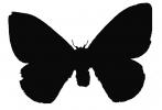 Moth Silhouette, wings, shape, logo, OECV04P14_09M