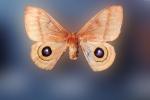Moth, Wings, Mimicry, mimic Eyes, OECV04P14_10
