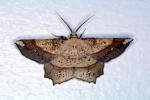 Moth, OECV04P14_12
