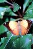 Butterfly, OECV04P15_10