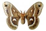 Moth, OECV04P15_12