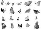 butterfly mosaic, grid, OECV04P15_15BW
