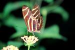 Butterfly, OECV05P01_03