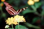 Butterfly, OECV05P01_04