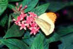Butterfly, Wings, Flower, OECV05P02_04