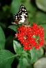 Butterfly, Wings, Flower, OECV05P02_07