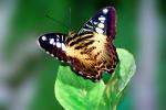 Butterfly, OECV05P02_08