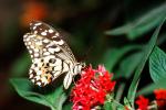 Butterfly, Wings, Flower, OECV05P02_12