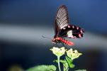 Butterfly, Wings, Flower, OECV05P02_13