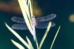 Dragonfly, Anisoptera, OEDD01_001