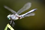 Dragonfly, Anisoptera, OEDD01_006