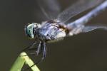 Dragonfly, Anisoptera, OEDD01_007