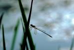 Dragonfly, Anisoptera, OEDV01P01_04.0891