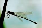 Dragonfly, Anisoptera, OEDV01P01_05.0891