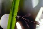 Dragonfly, Anisoptera, OEDV01P01_10.0891