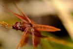 Dragonfly, Anisoptera, OEDV01P01_17.0891