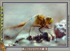 Dragonfly, Anisoptera, OEDV01P02_01.3333