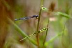 Dragonfly, Anisoptera, OEDV01P02_05.0891