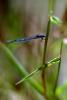 Dragonfly, Anisoptera, OEDV01P02_05B