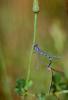 Dragonfly, Anisoptera, OEDV01P02_06.0891