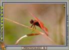 dragonfly resting on a twig, Dragonfly, Anisoptera, OEDV01P02_10.3333