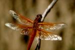 Dragonfly, Anisoptera, OEDV01P02_14.0891