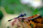 Dragonfly, Anisoptera, OEDV01P02_16.0891