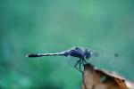 Dragonfly, Anisoptera, OEDV01P02_17