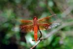 Dragonfly, Anisoptera, OEDV01P03_11.0891