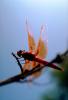 Dragonfly, Anisoptera, OEDV01P03_14.0891