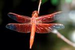 Dragonfly, Anisoptera, OEDV01P03_17.0891