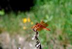 Dragonfly, Anisoptera, OEDV01P03_19.0891