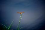 Dragonfly resting on a blade of grass, Dragonfly, Anisoptera
