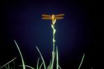 Palm Springs California, Dragonfly resting on a blade of grass, Dragonfly, Anisoptera