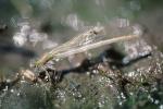 Damselflies, Zygoptera, Damselfly, OEDV01P05_19