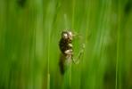 Austin Creek State Park, Dragonfly, Anisoptera, OEDV01P06_09.0891