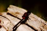 Dragonfly, Anisoptera, OEDV01P06_12.0891