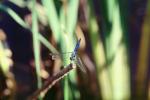 Dragonfly, Anisoptera, OEDV01P06_18