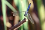 Dragonfly, Anisoptera, OEDV01P06_18B