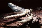 Fiore Lane, Occidental, Sonoma County, California, Dragonfly, Anisoptera, OEDV01P07_12