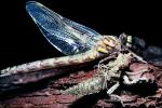 Fiore Lane, Occidental, Sonoma County, California, Dragonfly, Anisoptera, OEDV01P07_13